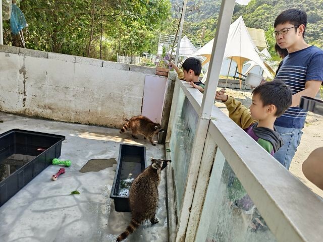 宜蘭縣冬山鄉慢吞吞農場 | 宜蘭親子景點.象龜主題農場.餵食象龜、浣熊、狐獴、柯爾鴨!