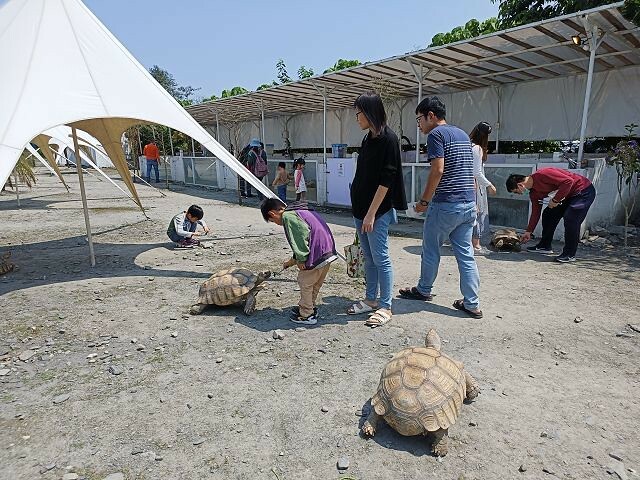 宜蘭縣冬山鄉慢吞吞農場 | 宜蘭親子景點.象龜主題農場.餵食象龜、浣熊、狐獴、柯爾鴨!