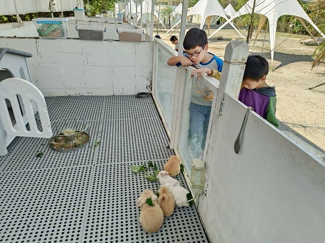 宜蘭縣冬山鄉慢吞吞農場 | 宜蘭親子景點.象龜主題農場.餵食象龜、浣熊、狐獴、柯爾鴨!