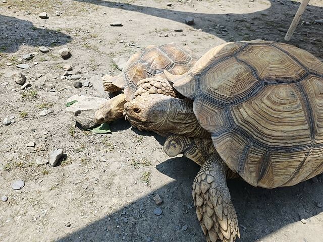 宜蘭縣冬山鄉慢吞吞農場 | 宜蘭親子景點.象龜主題農場.餵食象龜、浣熊、狐獴、柯爾鴨!