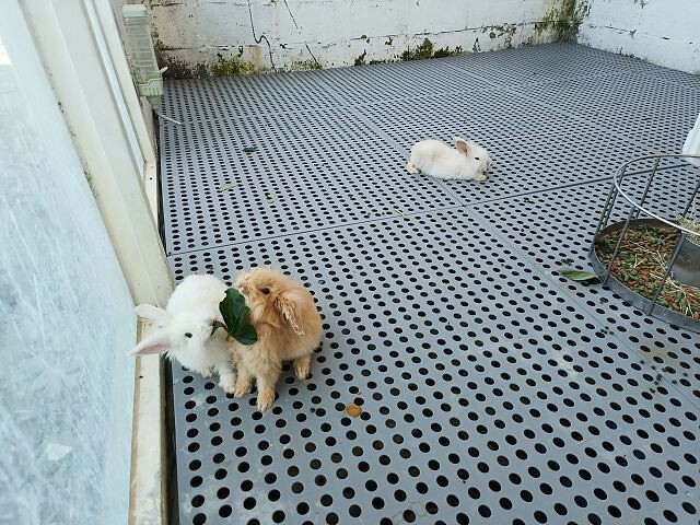 宜蘭縣冬山鄉慢吞吞農場 | 宜蘭親子景點.象龜主題農場.餵食象龜、浣熊、狐獴、柯爾鴨!