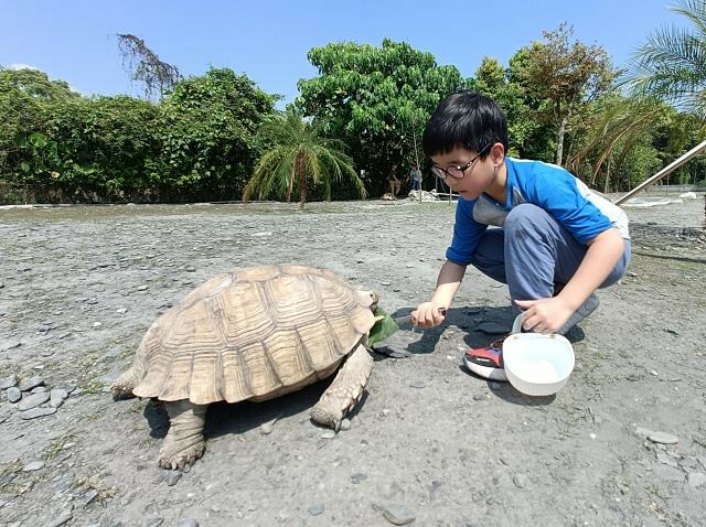 宜蘭縣冬山鄉慢吞吞農場 | 宜蘭親子景點.象龜主題農場.餵食象龜、浣熊、狐獴、柯爾鴨!