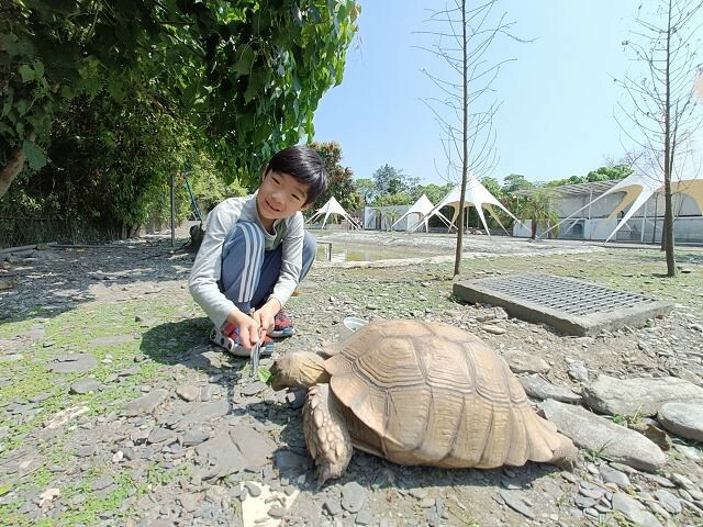 宜蘭縣冬山鄉慢吞吞農場 | 宜蘭親子景點.象龜主題農場.餵食象龜、浣熊、狐獴、柯爾鴨!