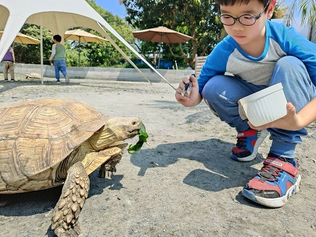 宜蘭縣冬山鄉慢吞吞農場 | 宜蘭親子景點.象龜主題農場.餵食象龜、浣熊、狐獴、柯爾鴨!