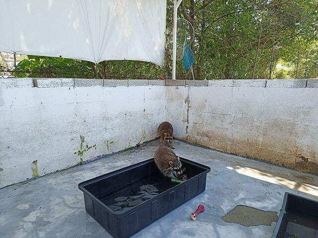 宜蘭縣冬山鄉慢吞吞農場 | 宜蘭親子景點.象龜主題農場.餵食象龜、浣熊、狐獴、柯爾鴨!