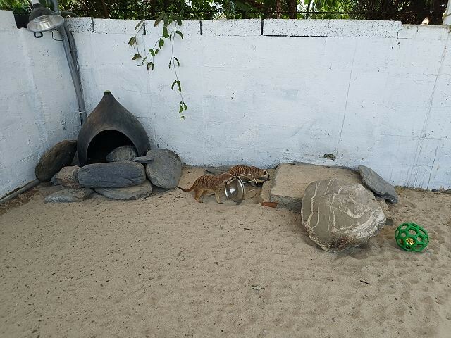 宜蘭縣冬山鄉慢吞吞農場 | 宜蘭親子景點.象龜主題農場.餵食象龜、浣熊、狐獴、柯爾鴨!