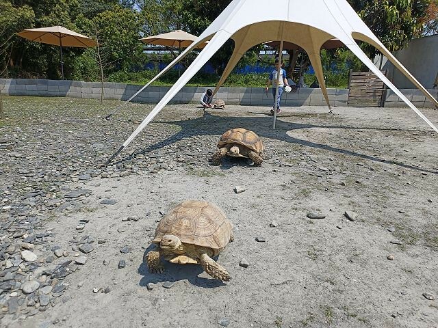 宜蘭縣冬山鄉慢吞吞農場 | 宜蘭親子景點.象龜主題農場.餵食象龜、浣熊、狐獴、柯爾鴨!