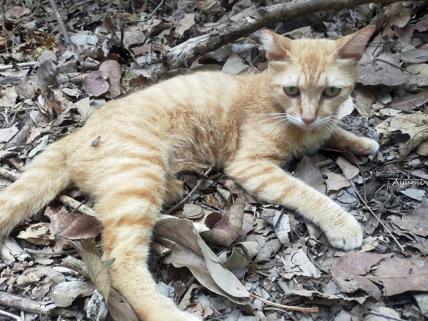 [跟著Ayumi來屏東一日遊]極度日常ULTRA DAILY