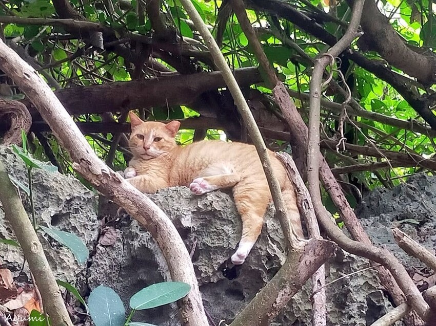 [跟著Ayumi來屏東一日遊]極度日常ULTRA DAILY