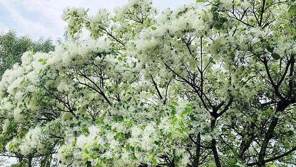 IMG_1017.jpg IMG_1017.jpg