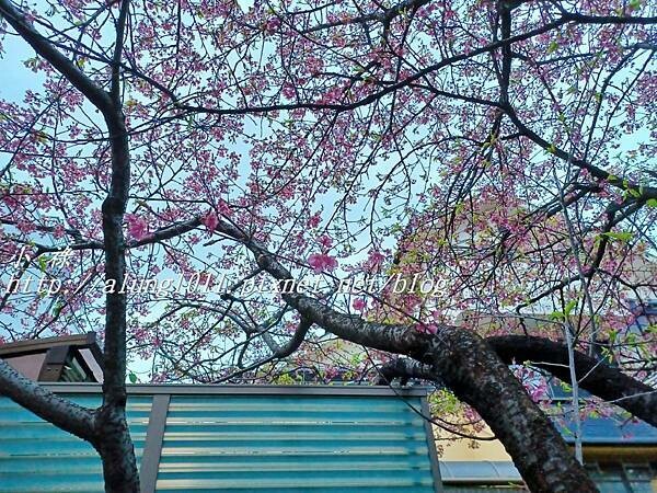 淀河津櫻 (32).jpg