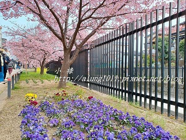 淀河津櫻 (15).jpg