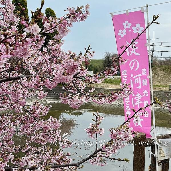 淀河津櫻 (35).JPG