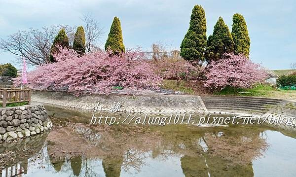 淀河津櫻 (21).jpg