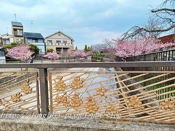 淀河津櫻 (19).jpg