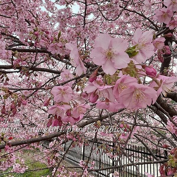 淀河津櫻 (13).JPG