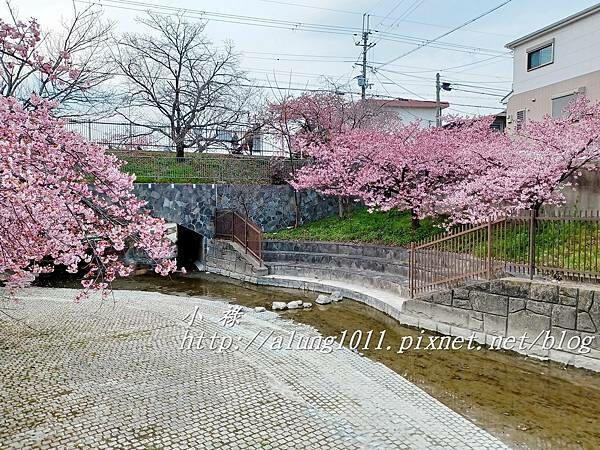 淀河津櫻 (17).jpg
