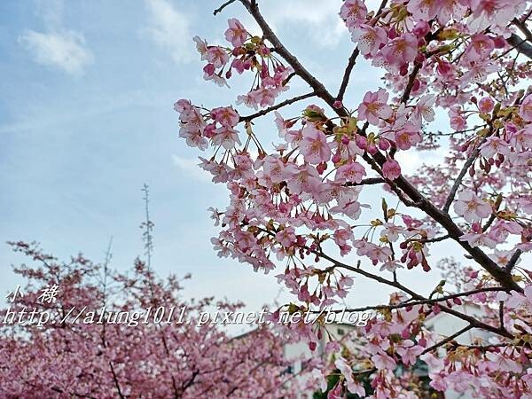 淀河津櫻 (12).jpg