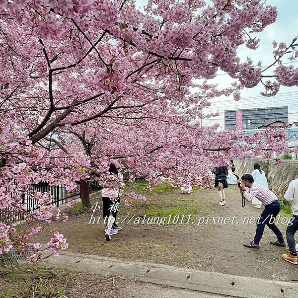 淀河津櫻 (8).JPG