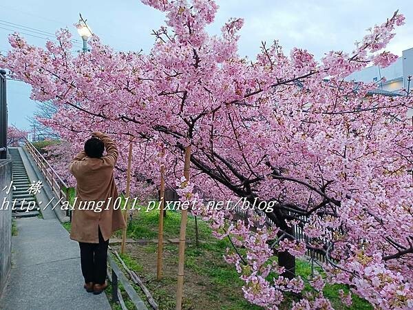 淀河津櫻 (26).jpg