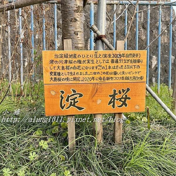 淀河津櫻 (27).JPG