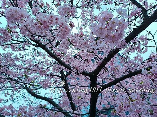 淀河津櫻 (34).jpg