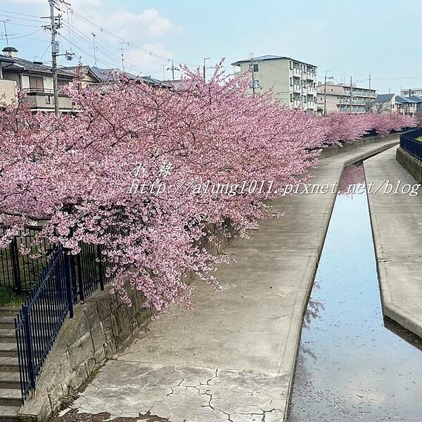 淀河津櫻 (7).JPG