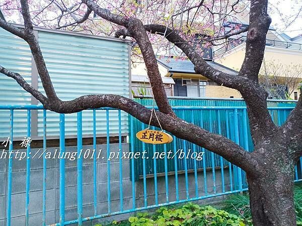 淀河津櫻 (31).jpg