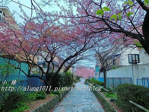 淀河津櫻 (30).jpg