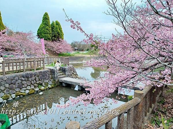 淀河津櫻 (23).jpg