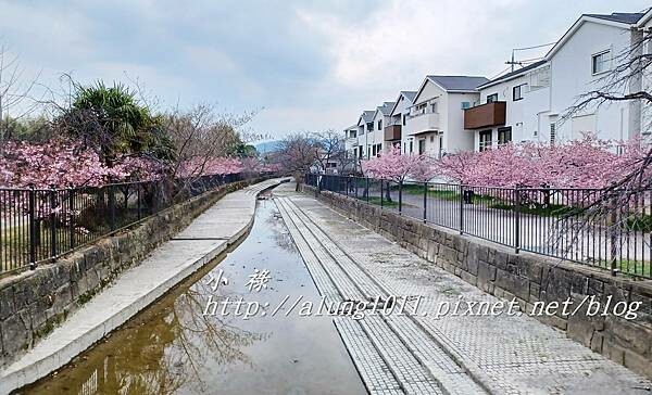 淀河津櫻 (25).jpg