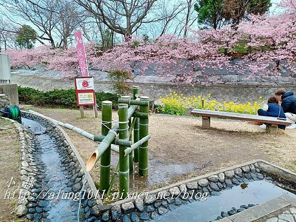 淀河津櫻 (22).jpg