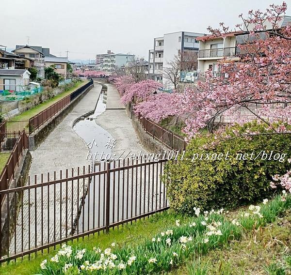 淀河津櫻 (16).jpg