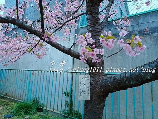 淀河津櫻 (33).jpg