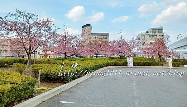 淀河津櫻 (4).jpg