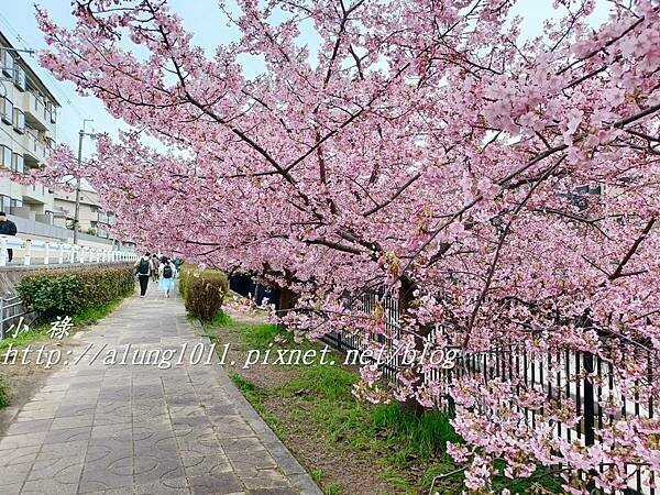 淀河津櫻 (10).jpg