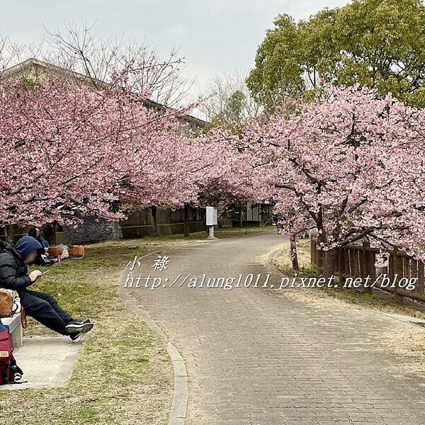 淀河津櫻 (20).JPG