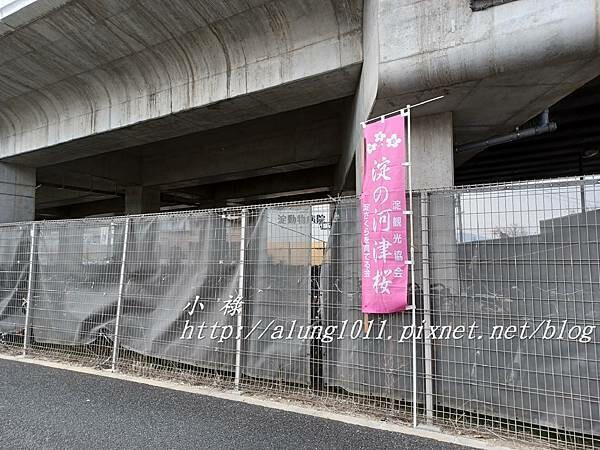 淀河津櫻 (6).jpg