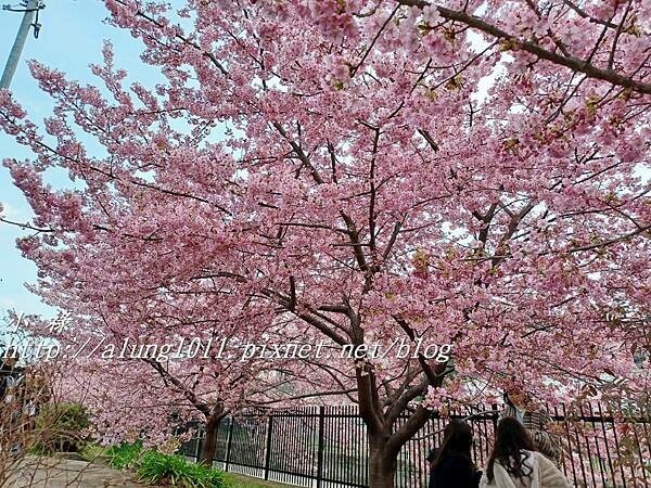 淀河津櫻 (11).jpg