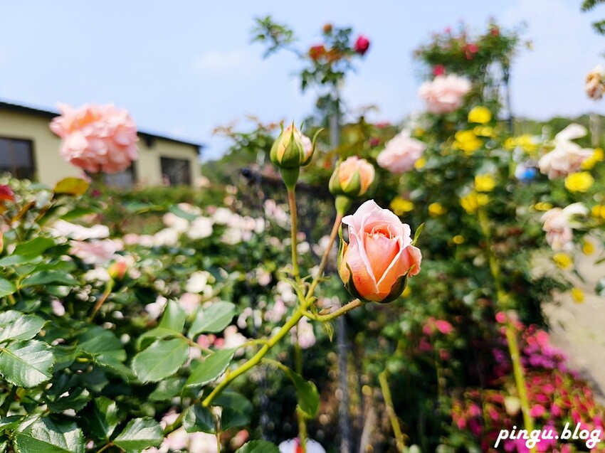苗栗縣三義鄉苗栗雅聞香草植物工廠｜ 苗栗免費景點 夢幻玫瑰莊園 彷彿走入童話世界
