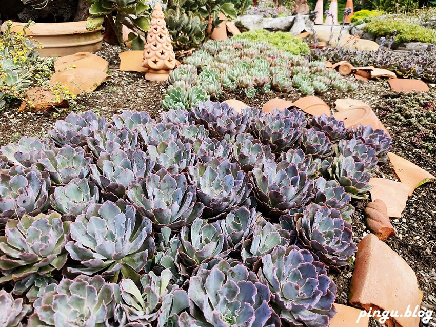 苗栗縣三義鄉苗栗雅聞香草植物工廠｜ 苗栗免費景點 夢幻玫瑰莊園 彷彿走入童話世界