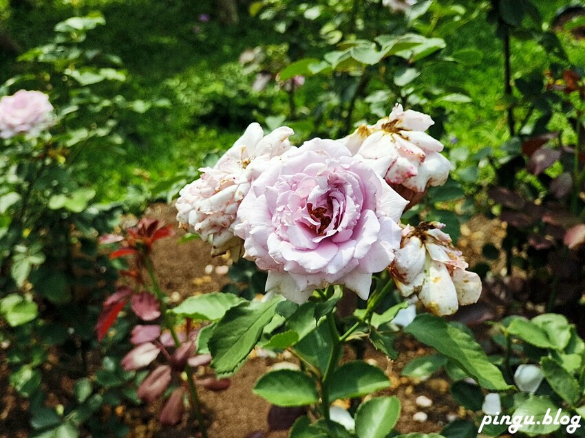 苗栗縣三義鄉苗栗雅聞香草植物工廠｜ 苗栗免費景點 夢幻玫瑰莊園 彷彿走入童話世界