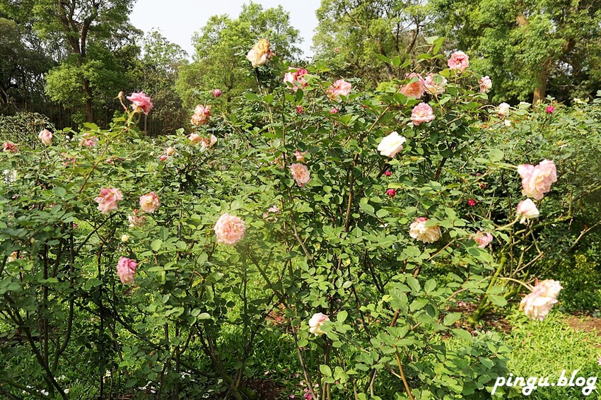 苗栗縣三義鄉苗栗雅聞香草植物工廠｜ 苗栗免費景點 夢幻玫瑰莊園 彷彿走入童話世界