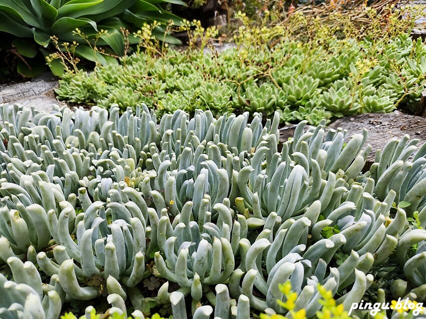 苗栗縣三義鄉苗栗雅聞香草植物工廠｜ 苗栗免費景點 夢幻玫瑰莊園 彷彿走入童話世界