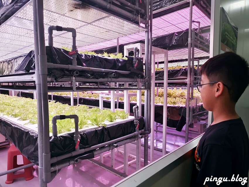 苗栗縣三義鄉苗栗雅聞香草植物工廠｜ 苗栗免費景點 夢幻玫瑰莊園 彷彿走入童話世界