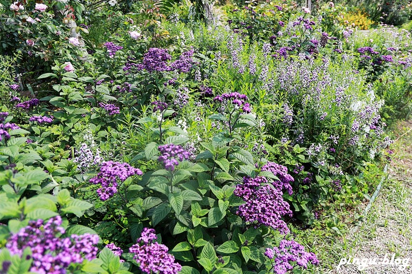 苗栗縣三義鄉苗栗雅聞香草植物工廠｜ 苗栗免費景點 夢幻玫瑰莊園 彷彿走入童話世界