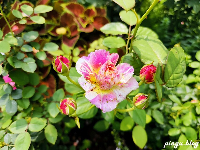 苗栗縣三義鄉苗栗雅聞香草植物工廠｜ 苗栗免費景點 夢幻玫瑰莊園 彷彿走入童話世界