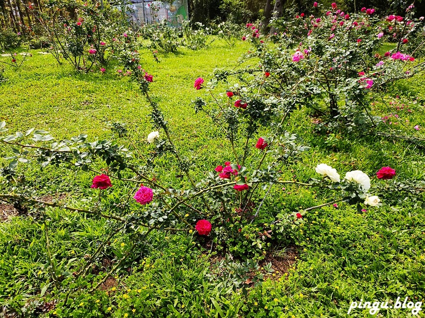 苗栗縣三義鄉苗栗雅聞香草植物工廠｜ 苗栗免費景點 夢幻玫瑰莊園 彷彿走入童話世界