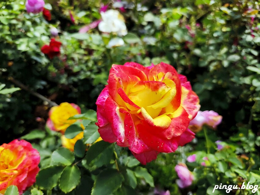 苗栗縣三義鄉苗栗雅聞香草植物工廠｜ 苗栗免費景點 夢幻玫瑰莊園 彷彿走入童話世界