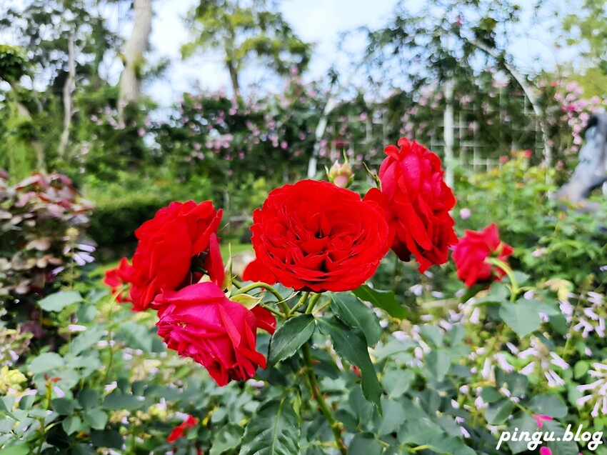 苗栗縣三義鄉苗栗雅聞香草植物工廠｜ 苗栗免費景點 夢幻玫瑰莊園 彷彿走入童話世界